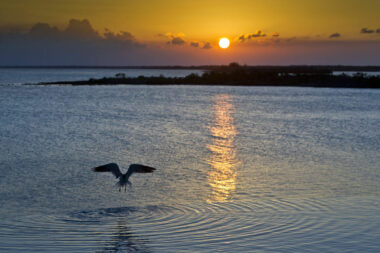 Bahamas Fishing Bird Water