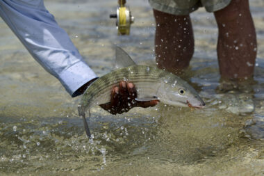 Bahamas Fishing Caught Water