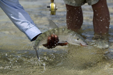 Bahamas Fishing Caught Water