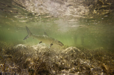 Bahamas Fishing Underwater