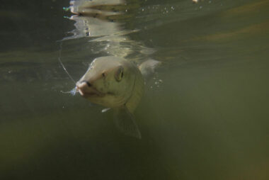 Bahamas Fishing Underwater2