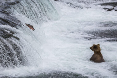 Hunting Bear Fishing Waterfall