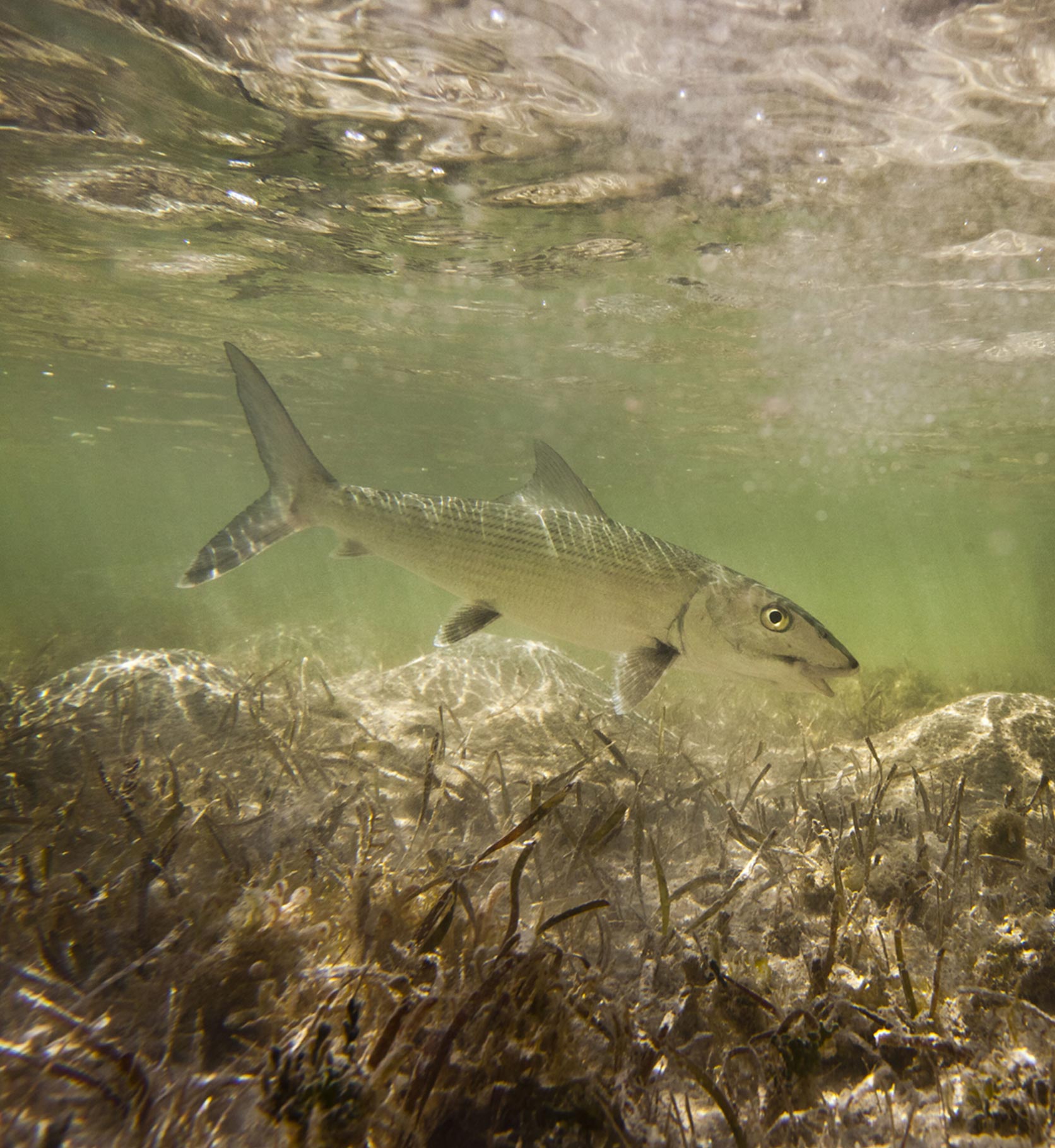Fish in the Bahamas - fishing