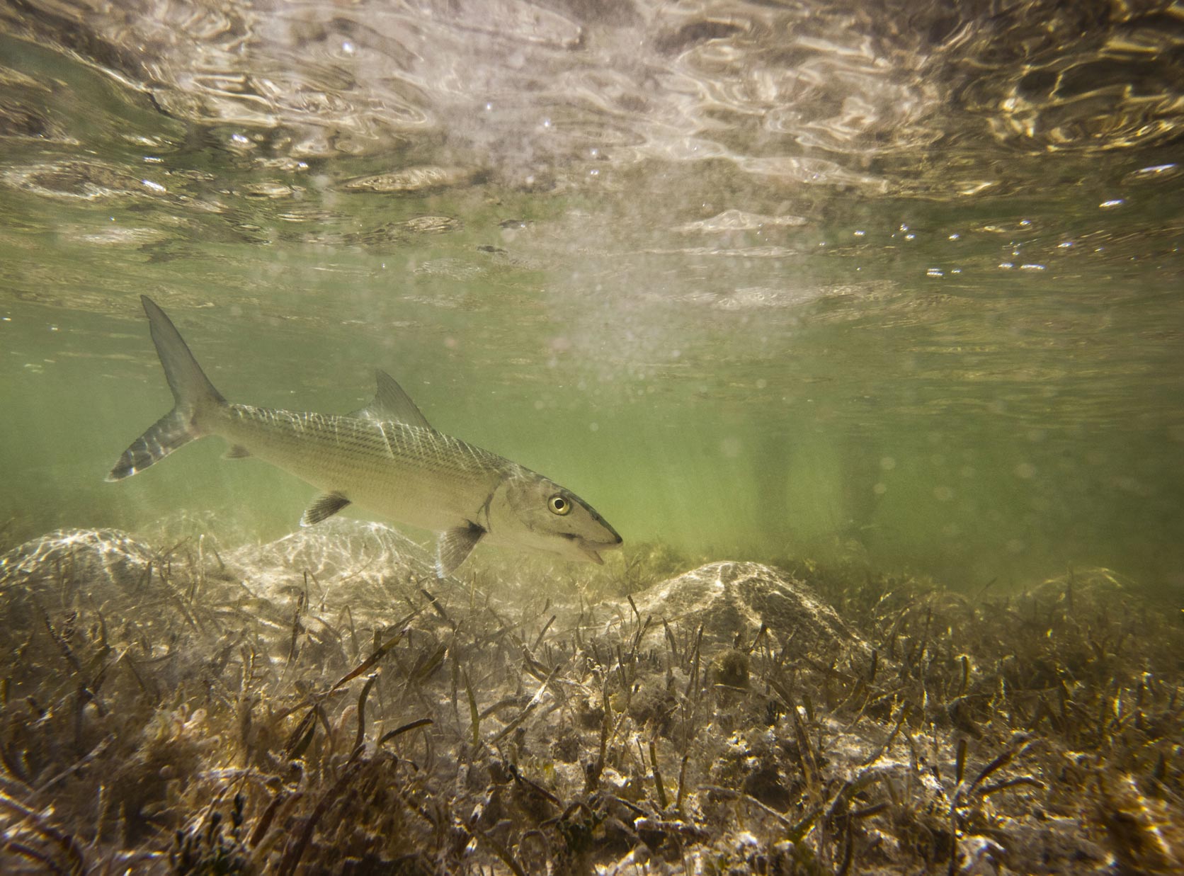 Fish in the Bahamas - fishing