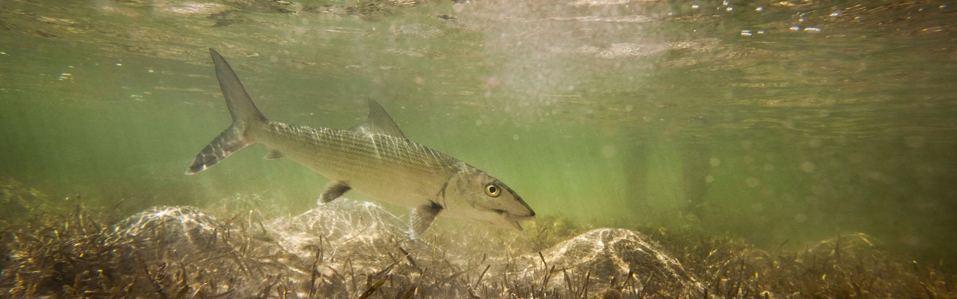 Fish in the Bahamas - fishing
