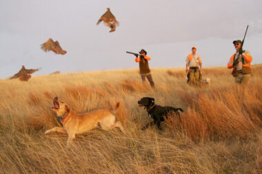 pheasant hunting chris dorsey 2